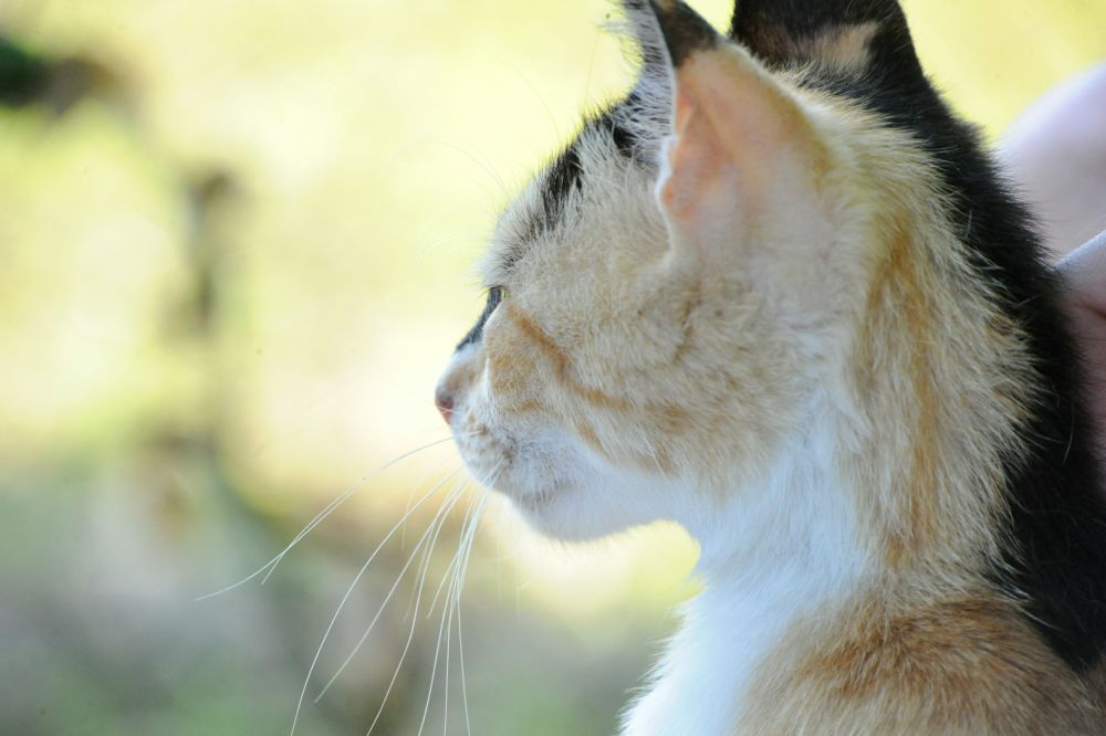 5 Hal yang Membuat Kepribadian Kucing Torbie Dikenal Unik, Gemas!