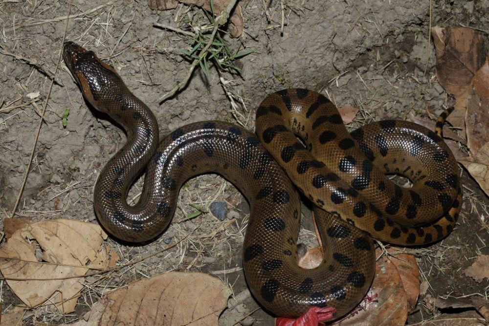 Mengenal 5 Spesies Anaconda, Bisa Dibedakan dari Penyebaran