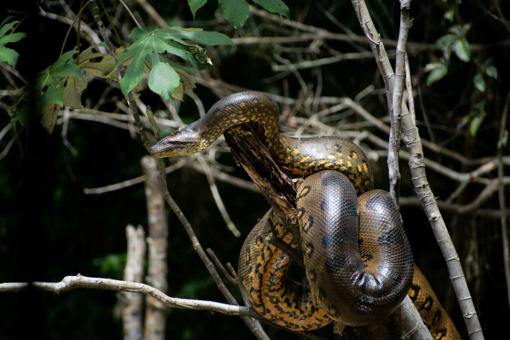 Apakah Anaconda Ada di Indonesia? Mari Cek Faktanya!