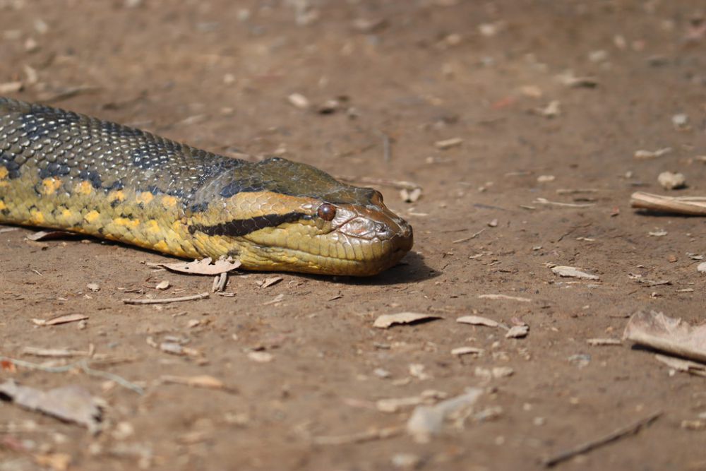 Apakah Anaconda Ada di Indonesia? Mari Cek Faktanya!