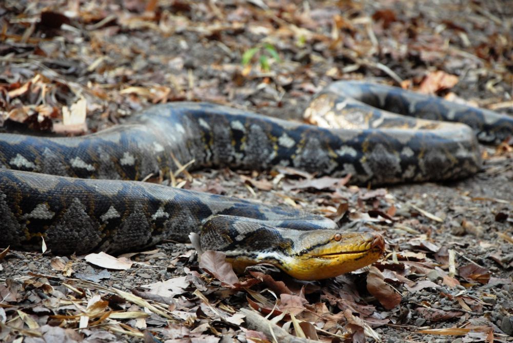 Apakah Anaconda Ada di Indonesia? Mari Cek Faktanya!