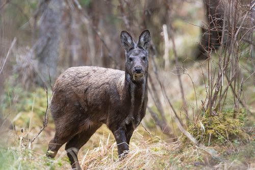 5 Fakta Unik Rusa Kesturi Siberia, Penghasil Parfum Bernilai Fantastis