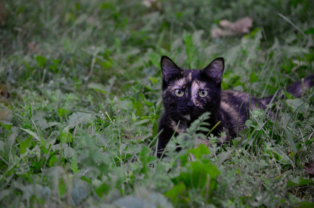 5 Hal yang Membuat Kepribadian Kucing Torbie Dikenal Unik, Gemas!