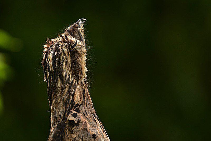 5 Fakta Potoo, Burung dengan Kemampuan Kamuflase yang Unik