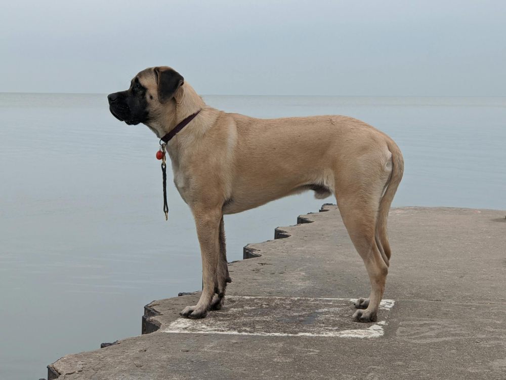 7 Anjing Tertinggi di Dunia, Kumpulan Ras Anjing Raksasa