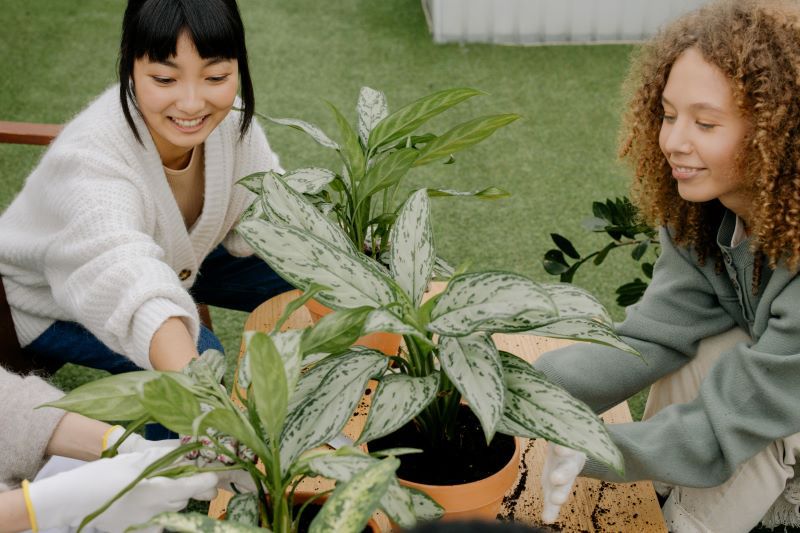 11 Tanaman Indoor yang Bikin Rumah Lebih Sehat dan Menenangkan   