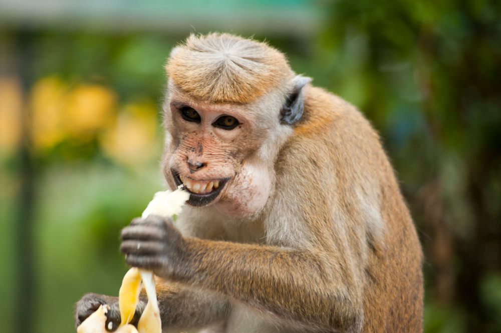 Manfaat Buah Pisang untuk Burung Kenari, Banyak yang Menyepelekan