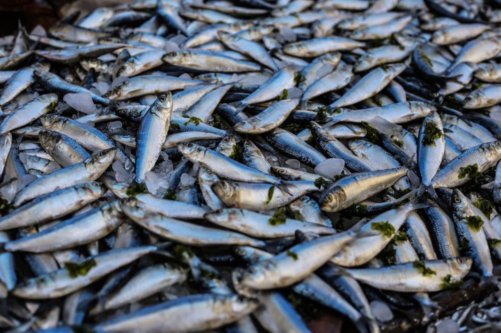 Ikan Keramba Warga Banyak Mati, Diskan OKI Sebut Faktor Panas Ektrim