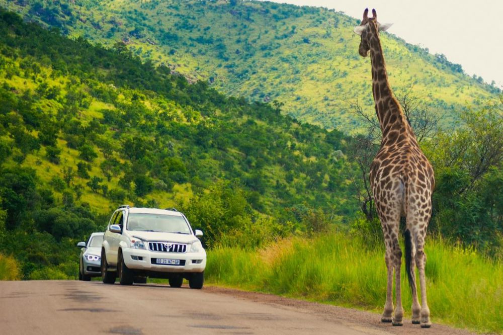 4 Perbedaan Taman Safari dan Kebun Binatang, Mana yang Cocok denganmu?