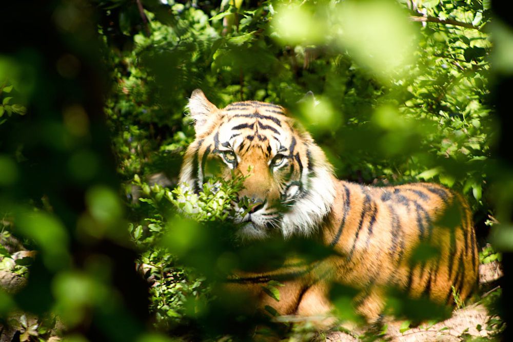 Ngeri! Petani di Suoh Lambar Tewas Diserang Harimau, Tubuh Terpisah