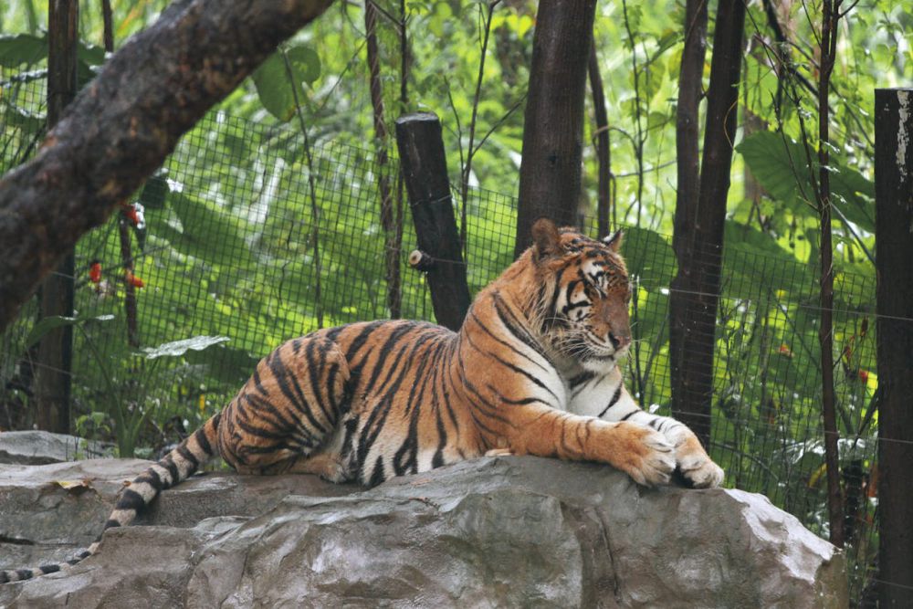 Harimau Kembali Serang Manusia di Riau, Korbannya Penebang Kayu