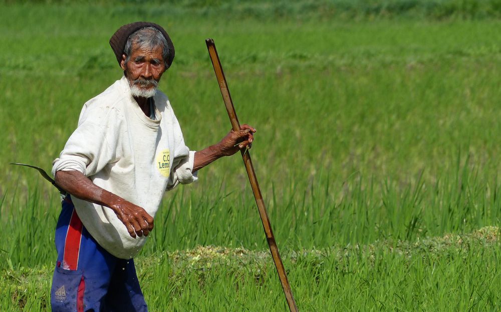 Kemarau Sumsel Tak Memengaruhi Produksi Pertanian di Lahan Rawa