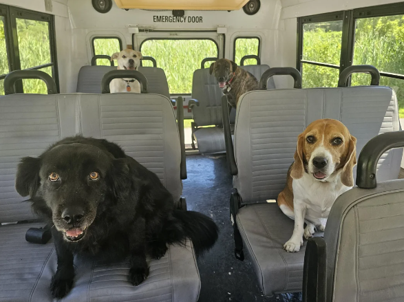 7 Potret Lucu Anjing Ramai-ramai Naik Bus, Kayak Rombongan Study Tour!