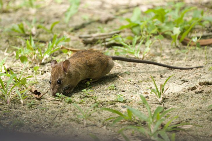 3 Spesies Tikus Rumah Pengganggu Manusia