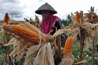 Pabrik Gula di Dompu Andalkan Impor, Petani Lebih Pilih Tanam Jagung 