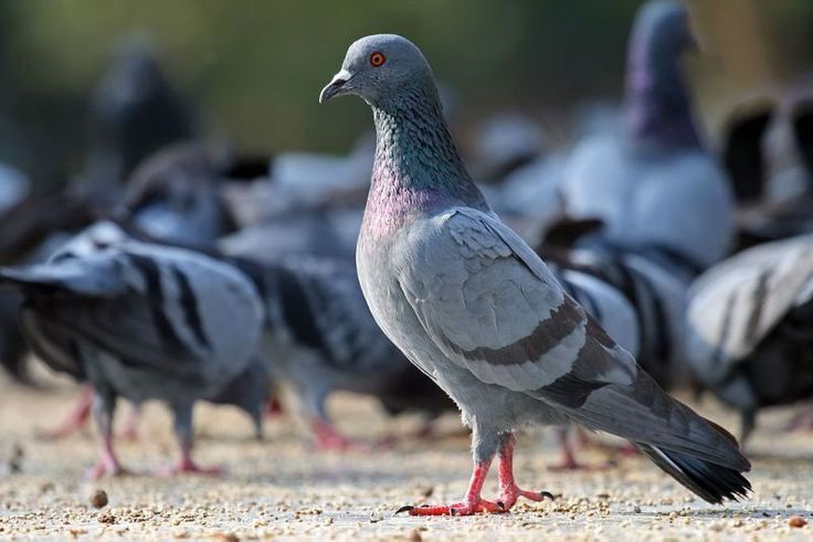 13 Arti Mimpi Melihat Burung, Pertanda Baik atau Buruk?