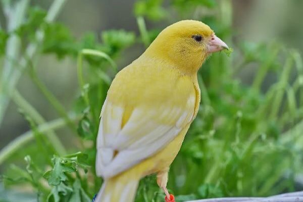 13 Arti Mimpi Melihat Burung, Pertanda Baik atau Buruk?