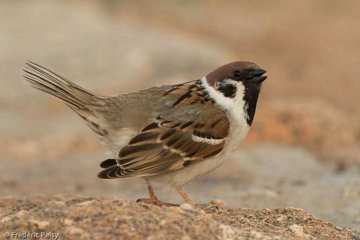 13 Arti Mimpi Melihat Burung, Pertanda Baik atau Buruk?