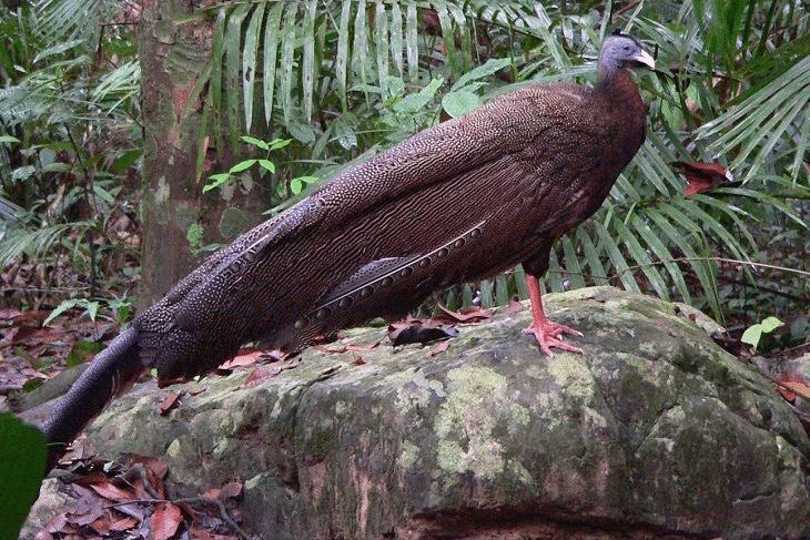 13 Arti Mimpi Melihat Burung, Pertanda Baik atau Buruk?