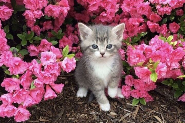 10 Arti Mimpi Melihat Ayam, Anjing, dan Kucing Menurut Ibnu Sirin