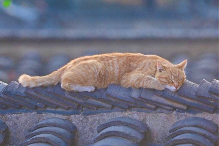 10 Arti Mimpi Melihat Ayam, Anjing, dan Kucing Menurut Ibnu Sirin