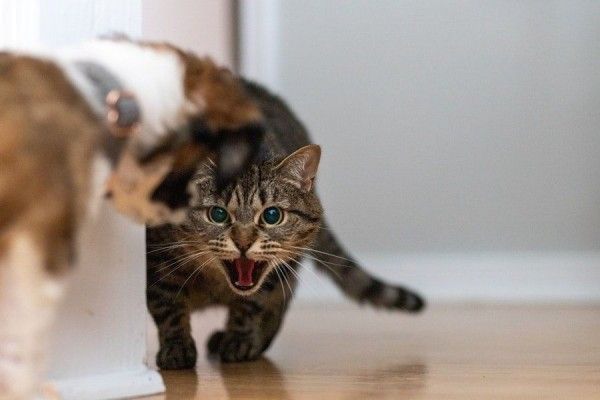 10 Arti Mimpi Melihat Ayam, Anjing, dan Kucing Menurut Ibnu Sirin