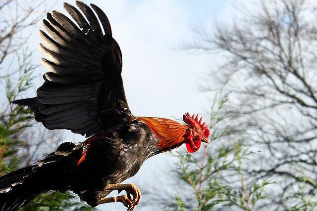 10 Arti Mimpi Melihat Ayam, Anjing, dan Kucing Menurut Ibnu Sirin