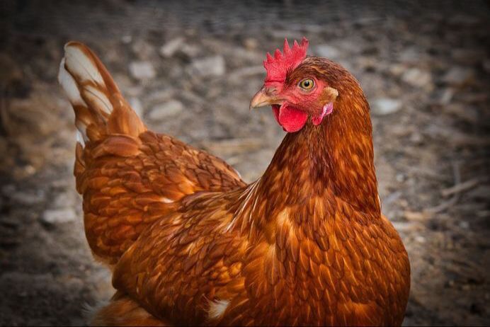 10 Arti Mimpi Melihat Ayam, Anjing, dan Kucing Menurut Ibnu Sirin