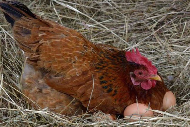 10 Arti Mimpi Melihat Ayam, Anjing, dan Kucing Menurut Ibnu Sirin