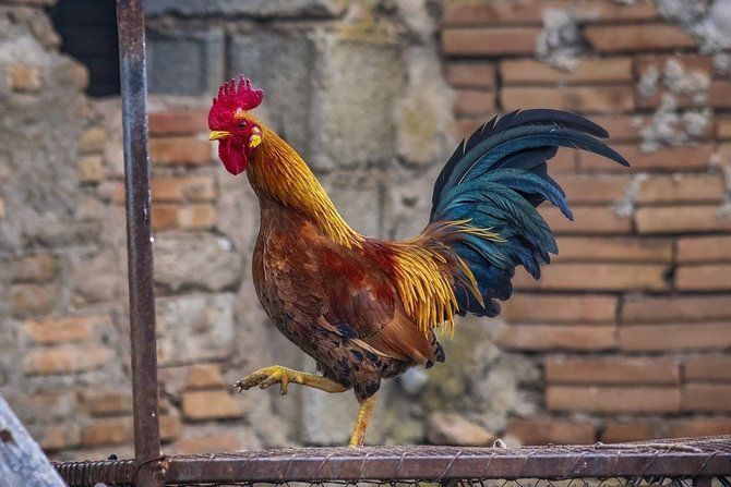 10 Arti Mimpi Melihat Ayam, Anjing, dan Kucing Menurut Ibnu Sirin