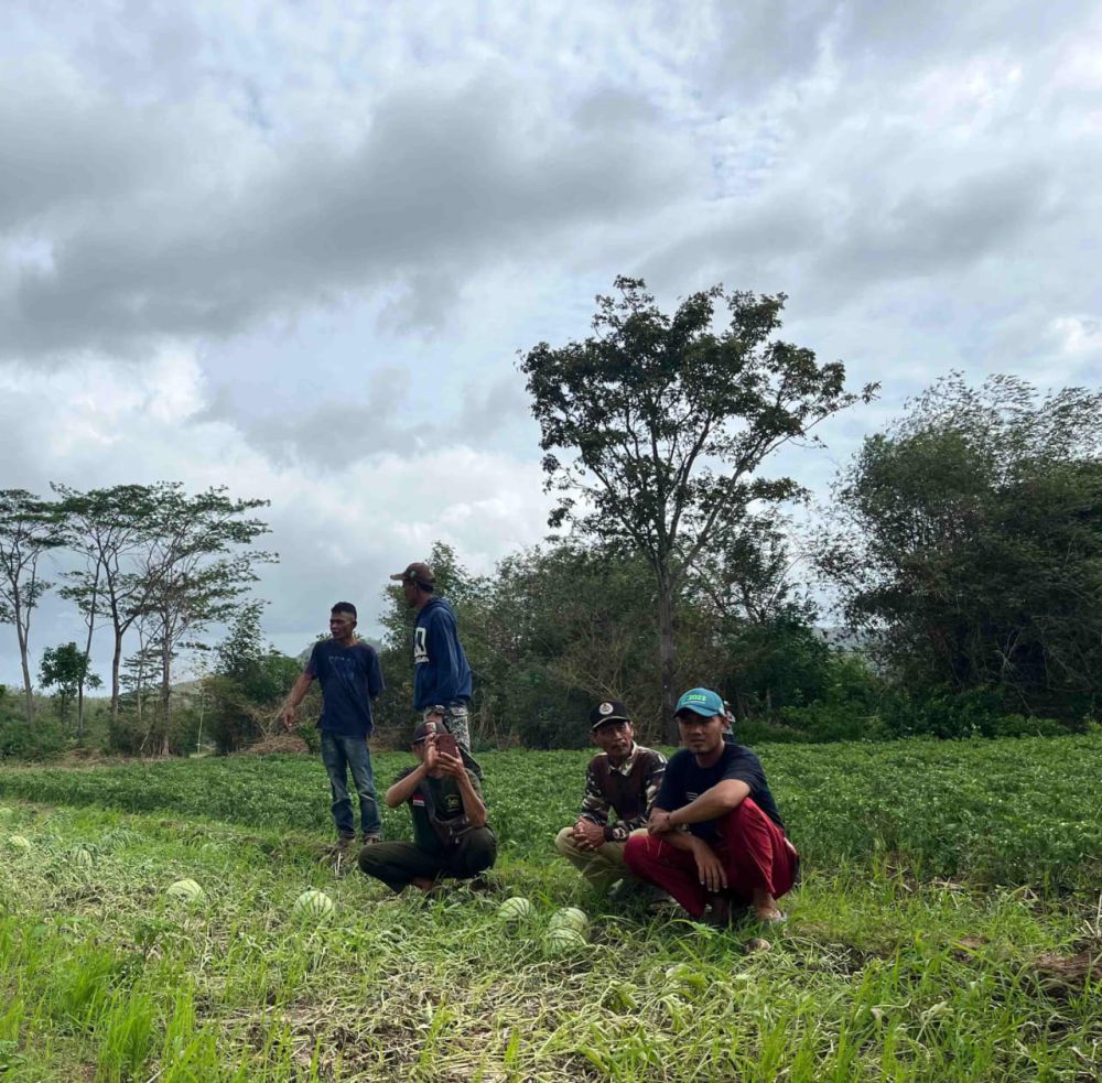 Kemarau Sumsel Tak Memengaruhi Produksi Pertanian di Lahan Rawa