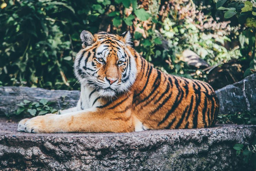 Sudah 6 Harimau di Medan Zoo Mati Dalam Setahun Terakhir