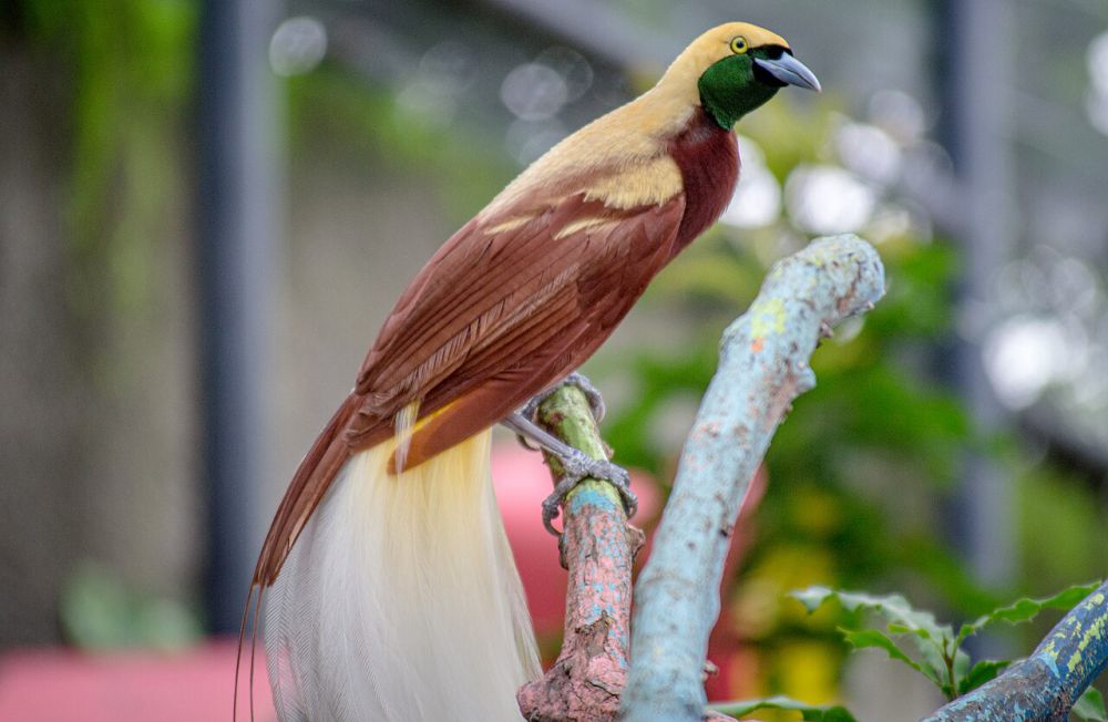 4 Spesies Burung di Indonesia Timur, Ada Cenderawasih si Burung Surga