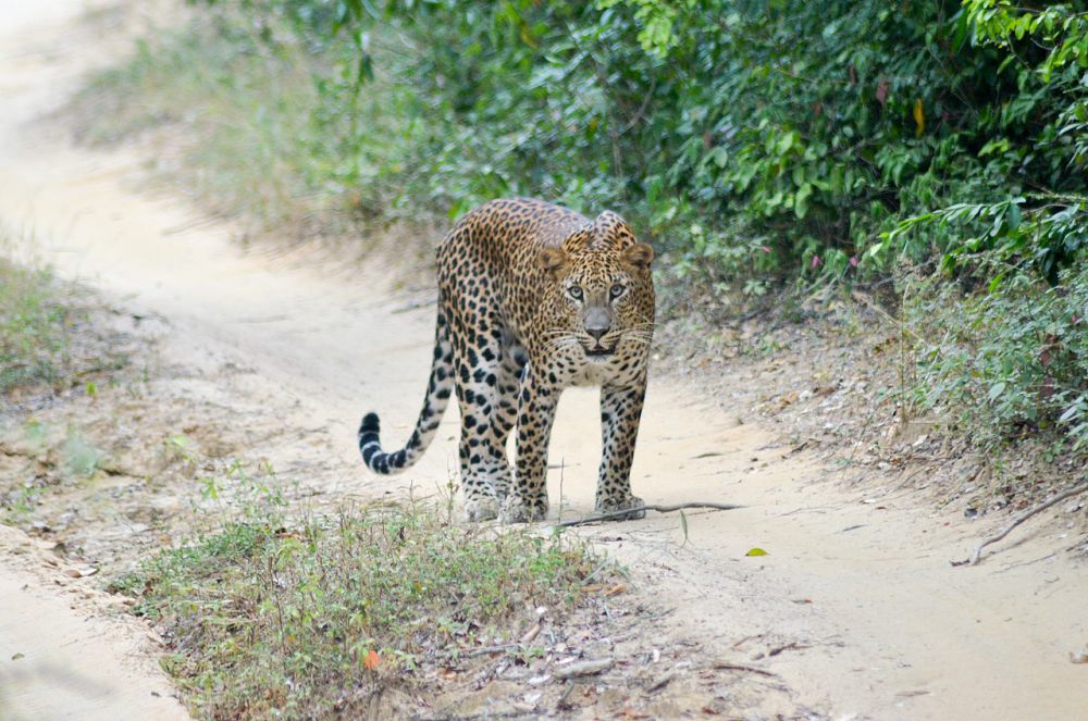 5	Fakta Macan Tutul, Kucing Besar yang Cepat dan Jago Berenang