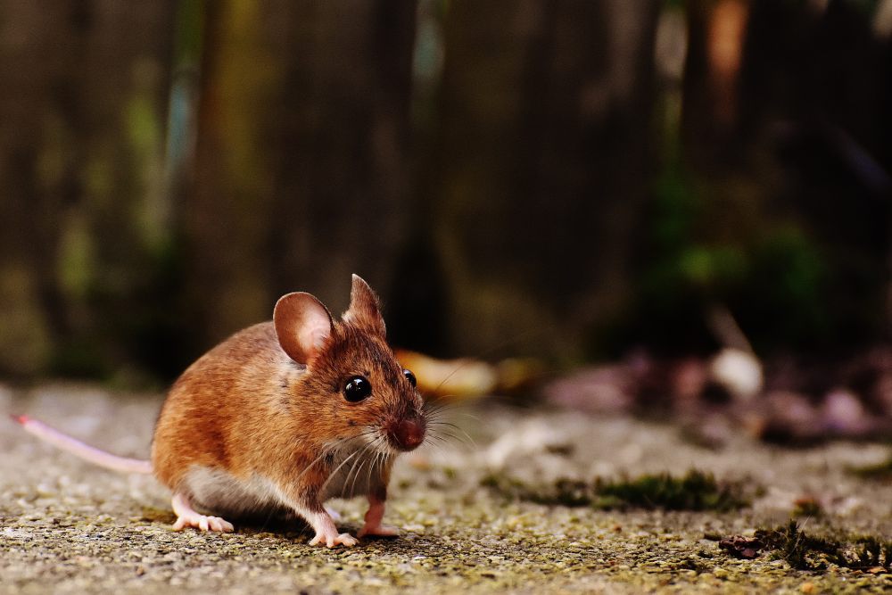 Petani Minggir Sleman Gelar Sayembara 1 Tikus Dihargai Rp4 Ribu