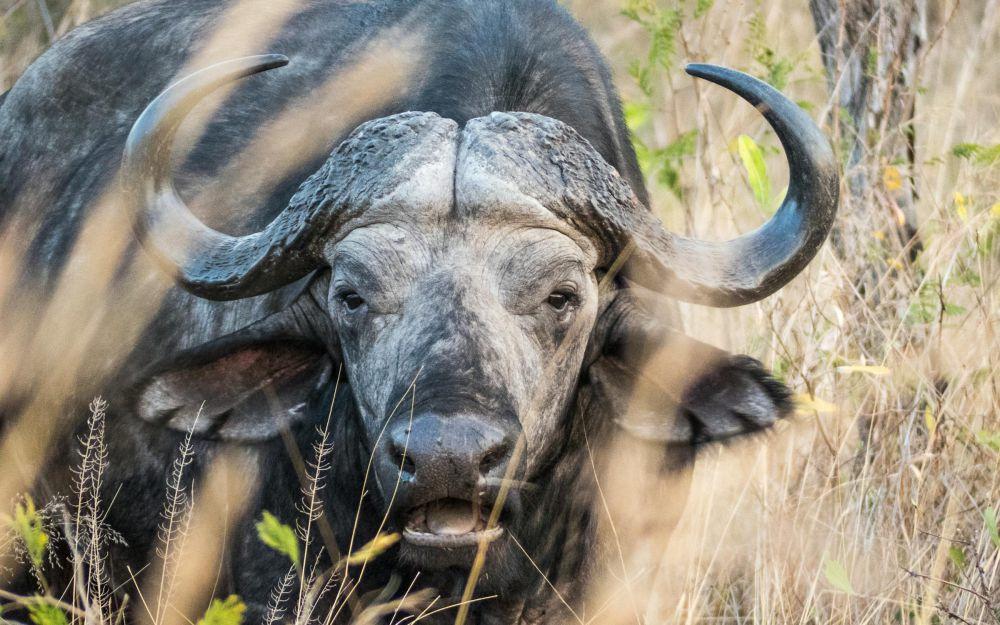 5 Fakta Menarik dari Banteng, Hewan yang Terkenal Kuat!