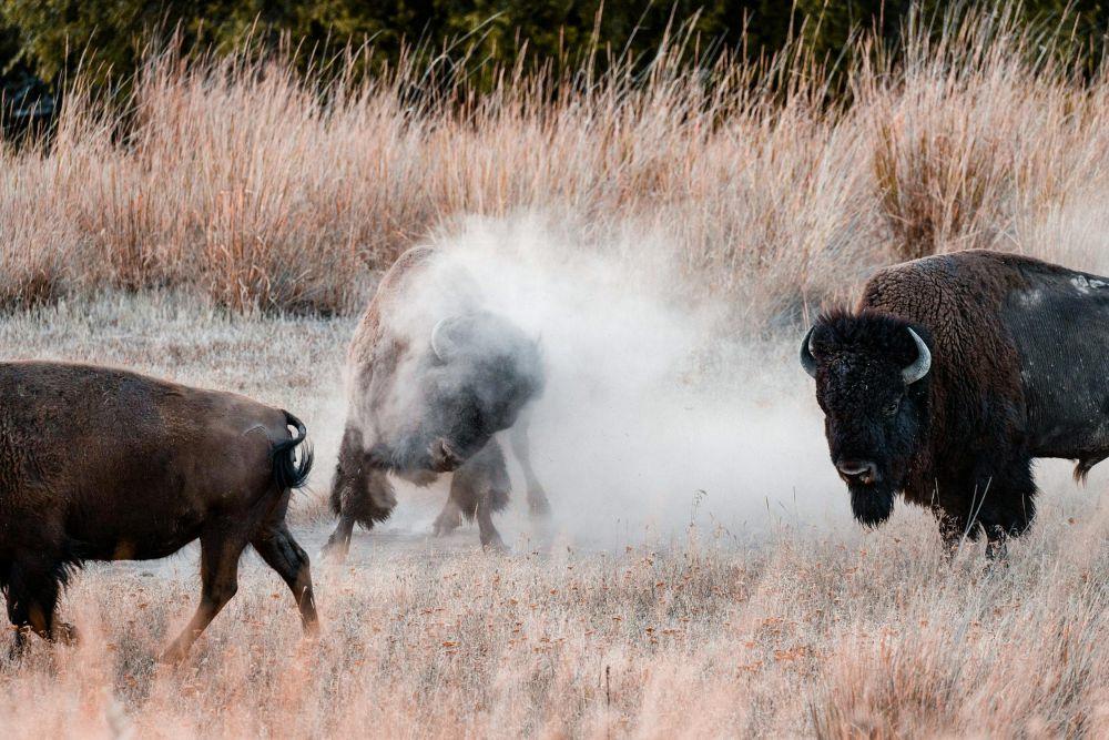 5 Fakta Menarik dari Banteng, Hewan yang Terkenal Kuat!