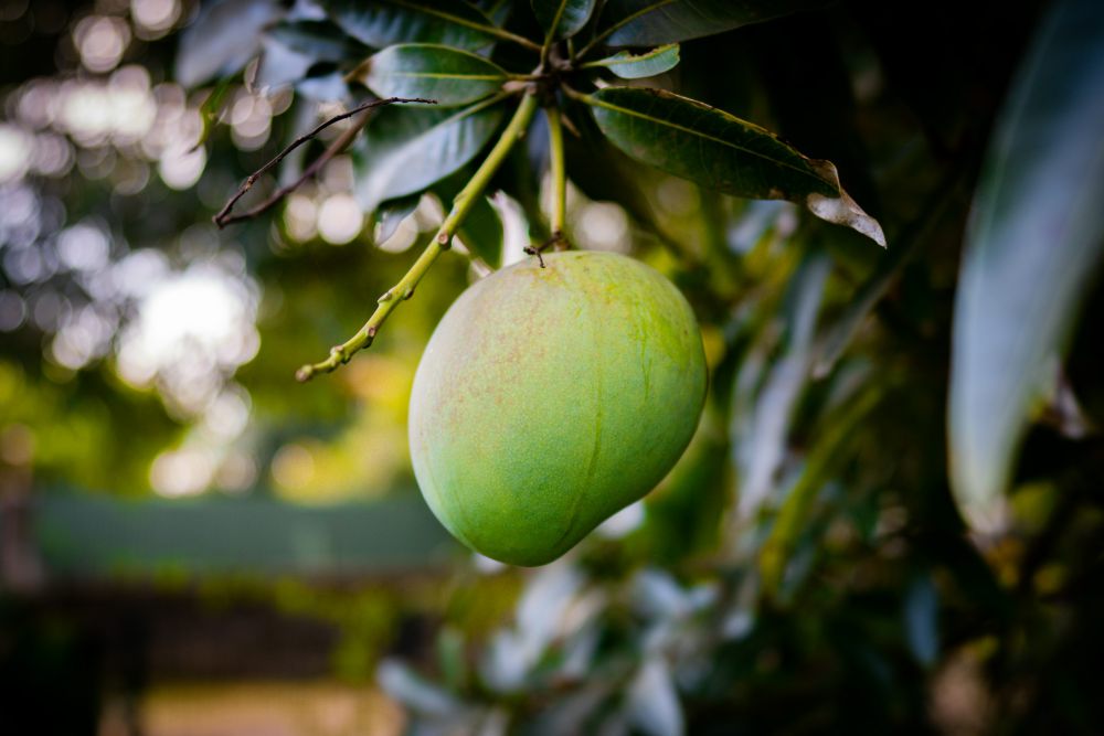 5 Tips Membeli Buah Mangga yang Segar, Cek Teksturnya!