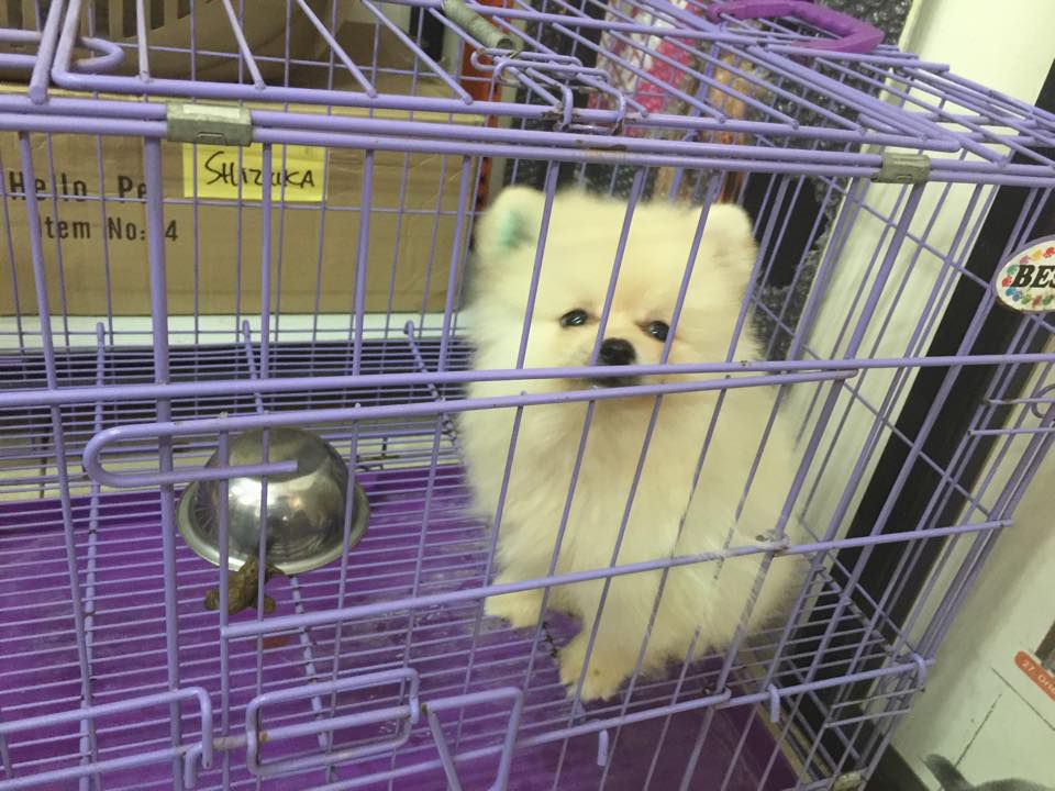 7 Rekomendasi Pet Shop di Surabaya Terlengkap