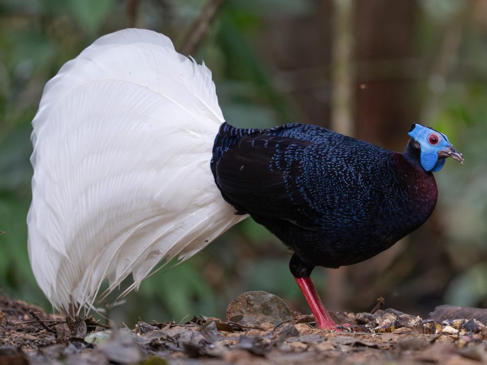 6 Fakta Sempidan Kalimantan, Burung yang Menghadapi Ancaman Kepunahan