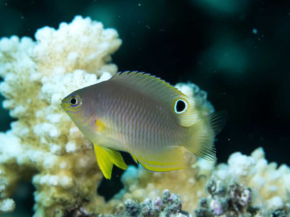 Warga Lombok Tengah yang Hilang saat Mencari Ikan Ditemukan Tewas