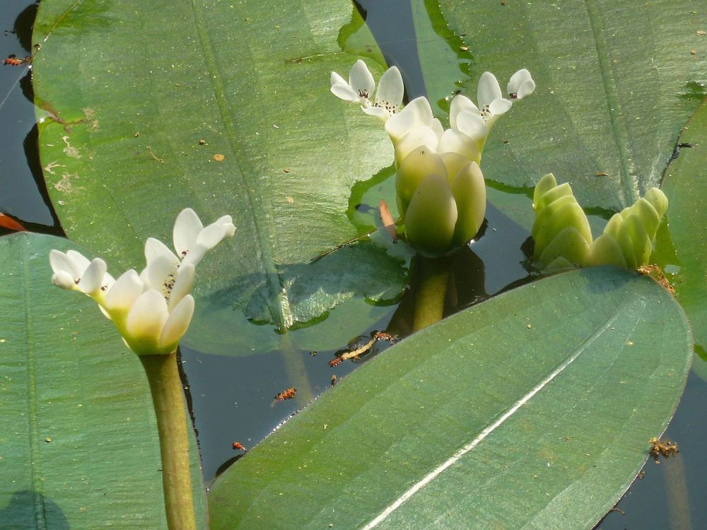 6 Rekomendasi Aquatic Flower untuk Percantik Kolammu, Bunganya Indah