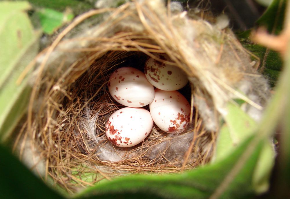 6 Makanan Utama Ular di Alam Liar, Tidak Cuma Burung dan Tikus!