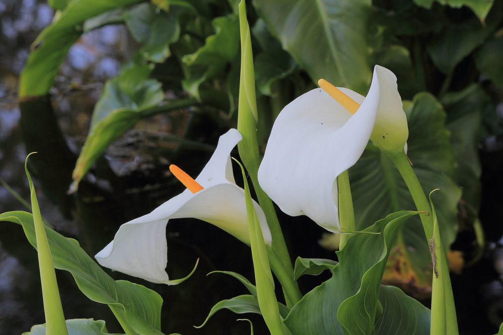 6 Rekomendasi Aquatic Flower untuk Percantik Kolammu, Bunganya Indah