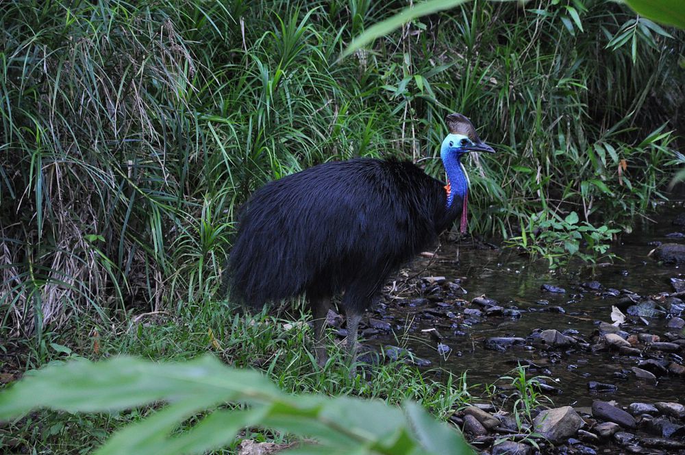 4 Spesies Burung di Indonesia Timur, Ada Cenderawasih si Burung Surga