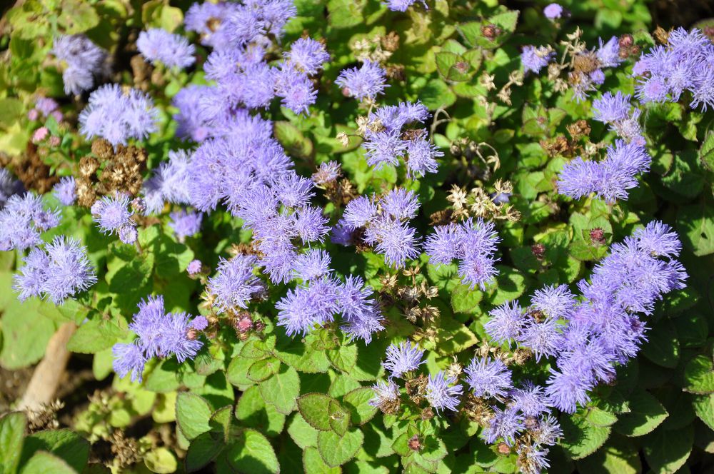 7 Bunga Cantik Pengusir Nyamuk Selain Lavender