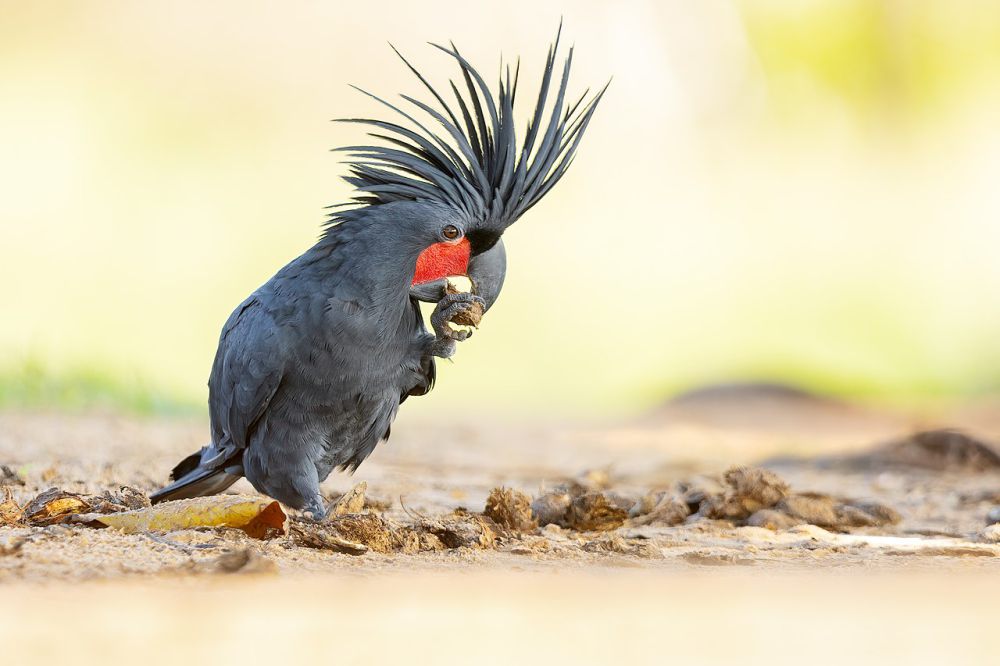 4 Spesies Burung di Indonesia Timur, Ada Cenderawasih si Burung Surga