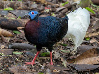 6 Fakta Sempidan Kalimantan, Burung yang Menghadapi Ancaman Kepunahan