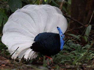 6 Fakta Sempidan Kalimantan, Burung yang Menghadapi Ancaman Kepunahan