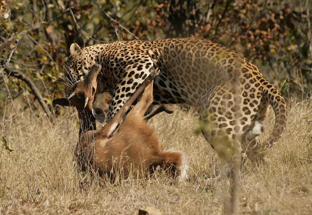 5	Fakta Macan Tutul, Kucing Besar yang Cepat dan Jago Berenang